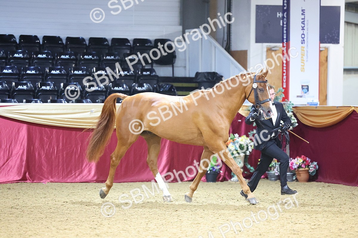 SBM_20831 - Class 902 - Supreme Final IH Veteran