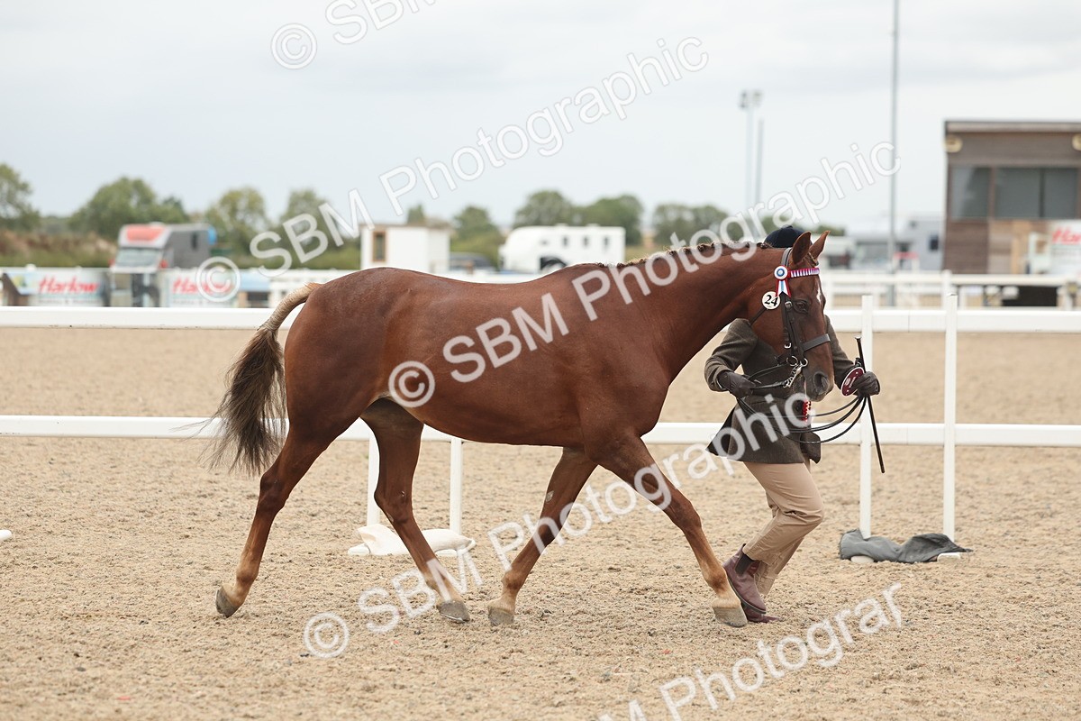 SBM_19917 - Class 318 - IH Part Bred Horse-Pony
