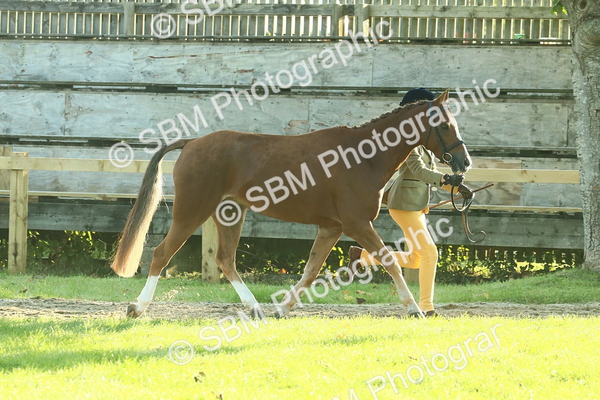 SBM_57405 - S37 - Starters In Hand Showing