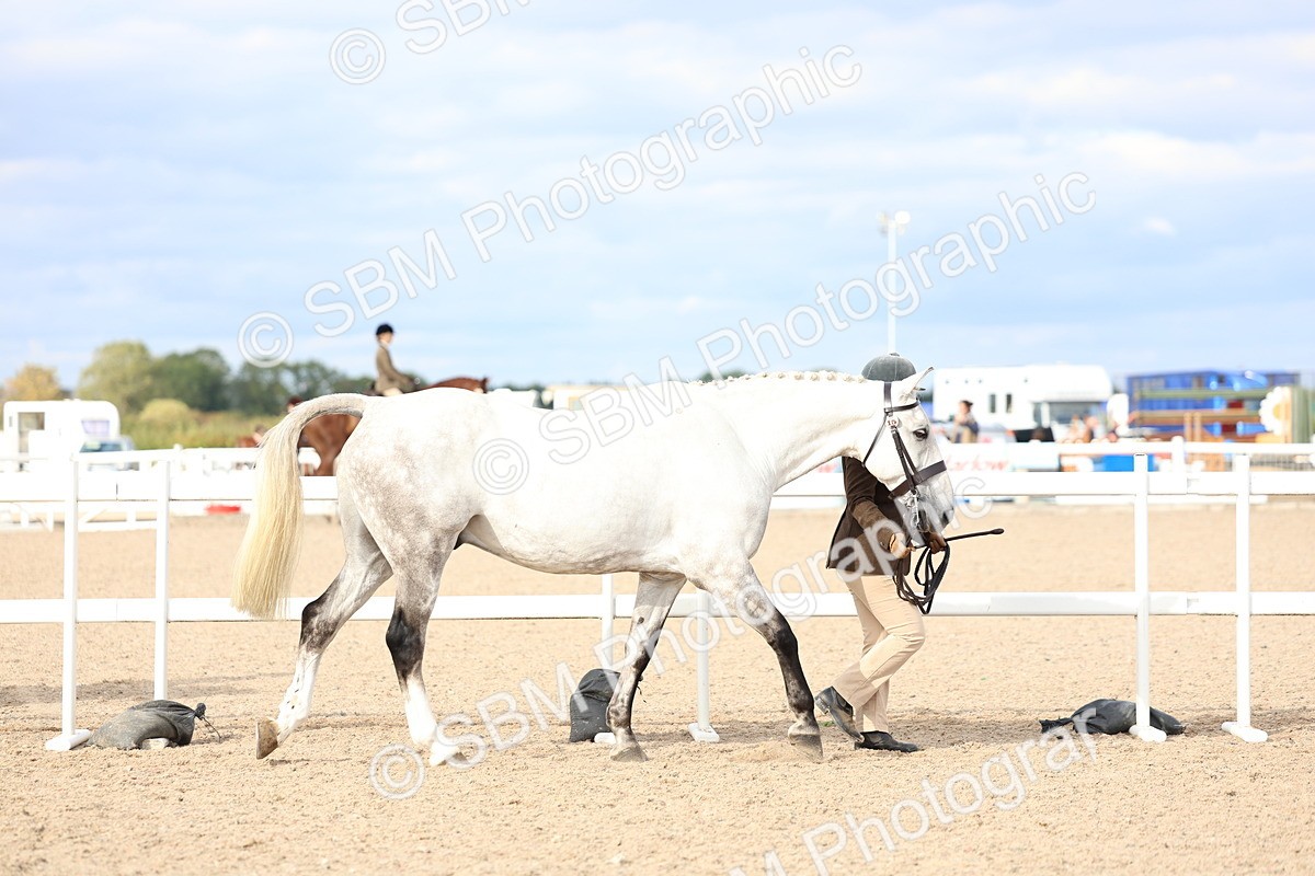 SBM_18673 - Class 317 - IH Pure Bred Horse-Pony
