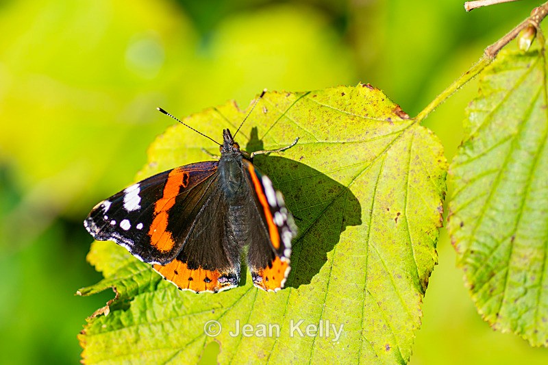 Red Admiral Butterfly - DSC_5856 - Insects