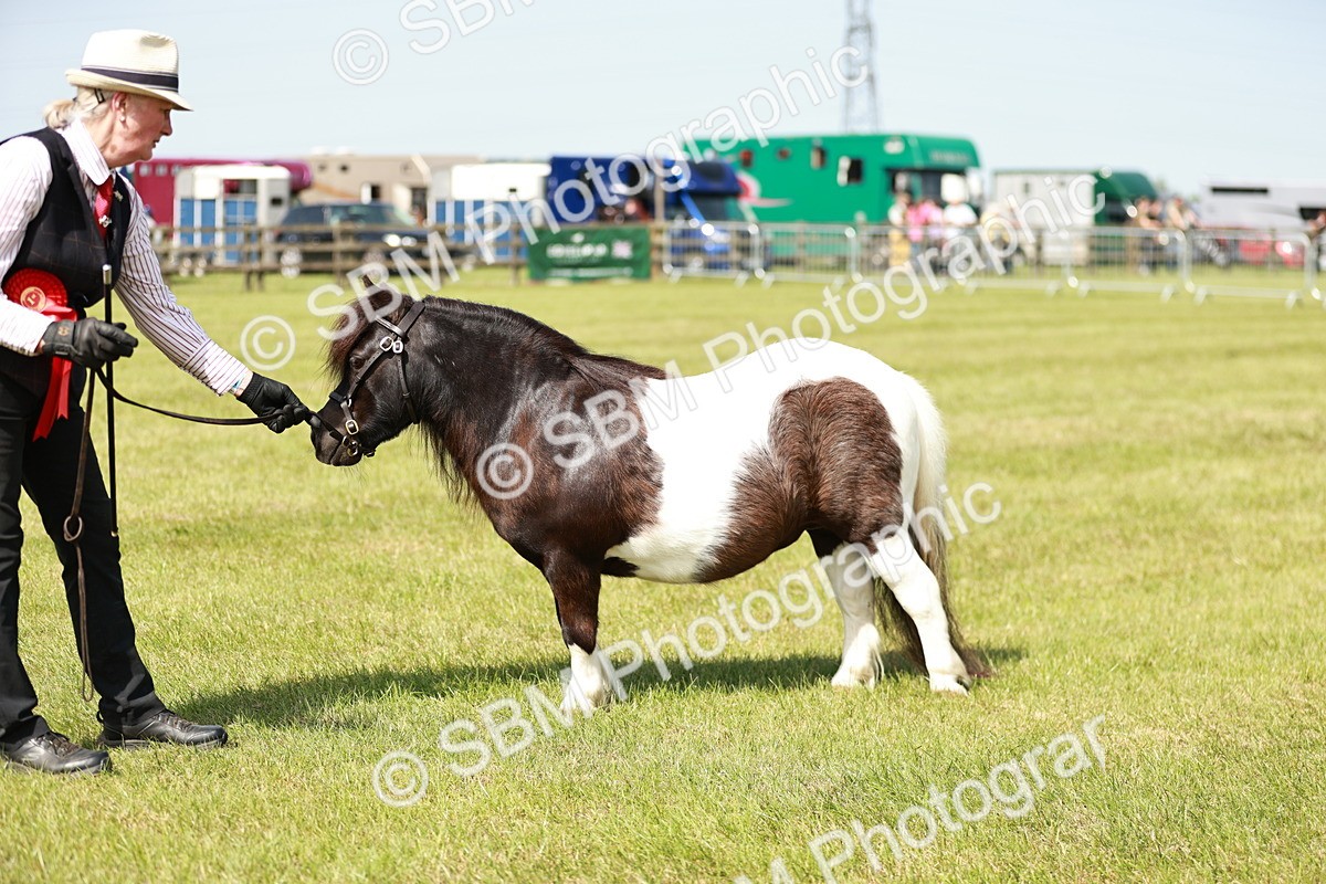 SBM_02017 - Class 14-23 - Mountain & Moorland In Hand Non Welsh