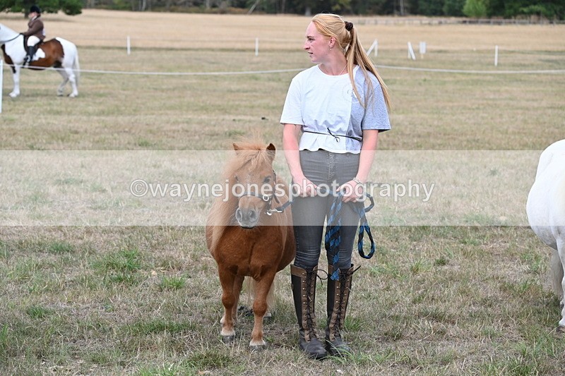 WJ6_7098 - Class 21 Shetland & Mini Horses