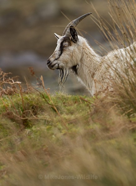 WELSH MOUNTAIN GOATS - MOUNTAIN GOATS (WELSH)