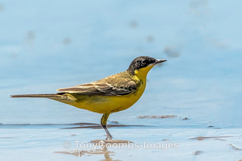 Yellow Wagtail (feldeggi) - Lesvos ~ Other Birds