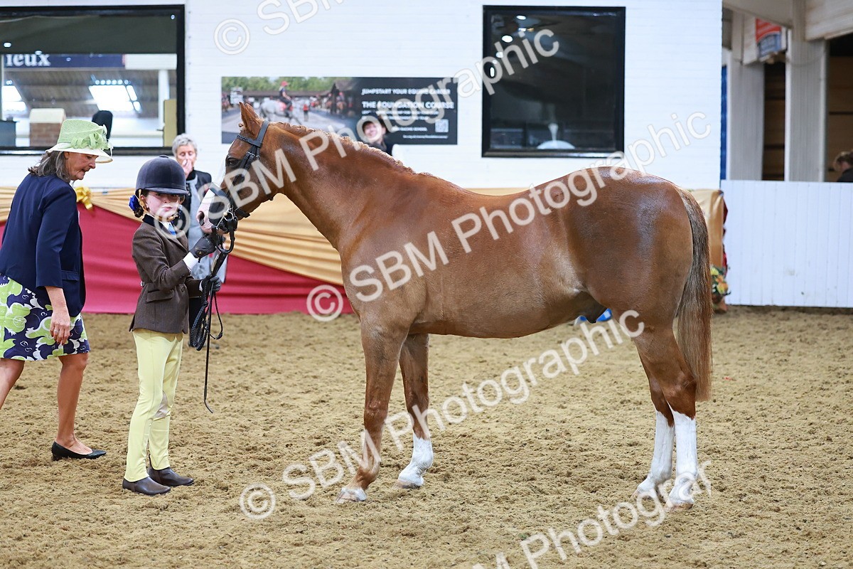 SBM_07719 - Class 101 - HOYS Veteran Qualifier - Ridden Diamond