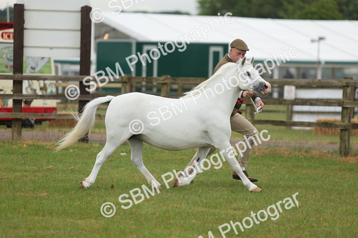 SBM_01668 - Class 50-57 - M&M Welsh Pony In Hand