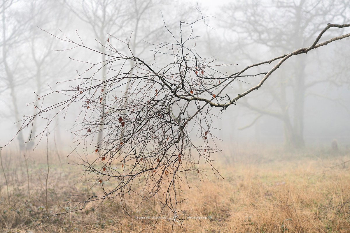 Birch protuberance - Woodland