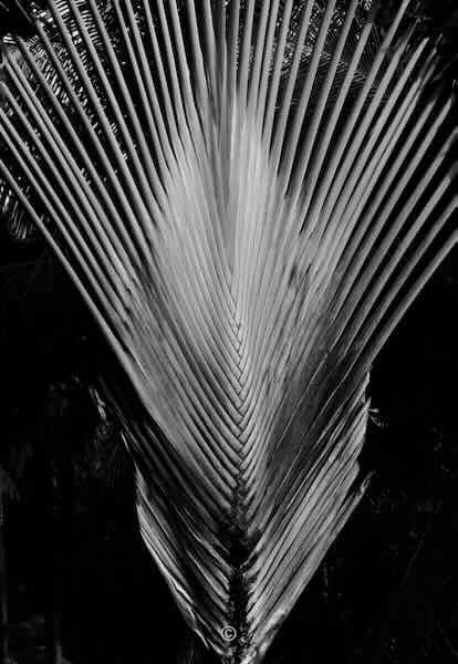 Palm, Singapore. - Photographic Work.