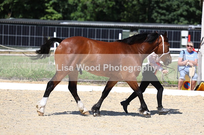 3E7A9818 - In Hand Championship