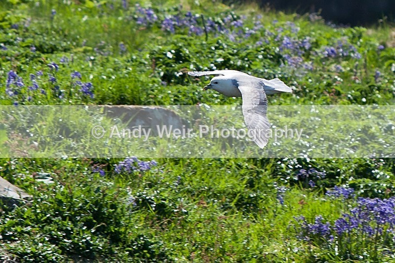 20120531-_MG_0026 - Fulmar