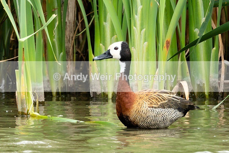 20180731-8E0A9413 - Waterfowl