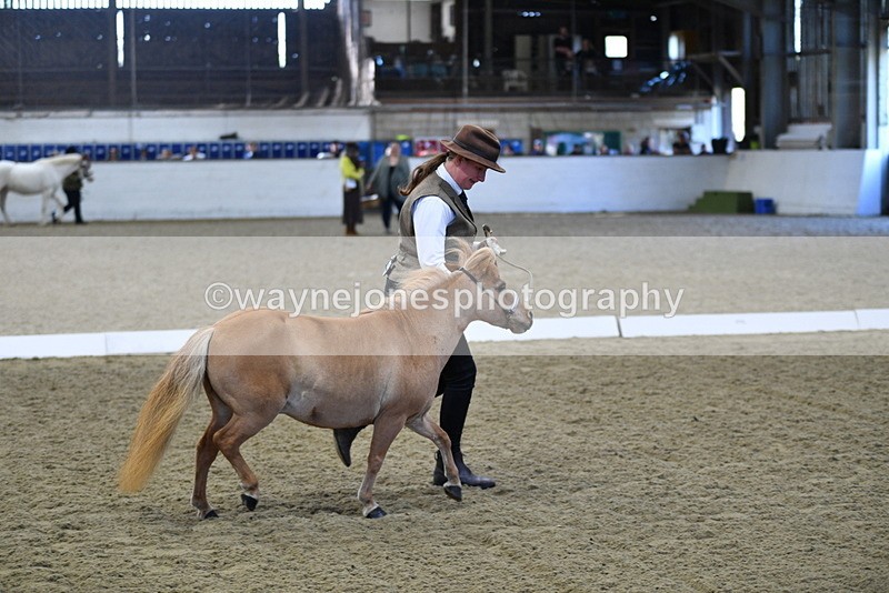 WJ5_3894 - Class 5 In Hand Veterans