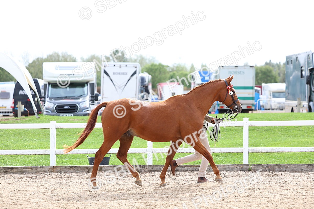 SBM_04463 - Class 26 - IH Foreign Breeds - Part Bred