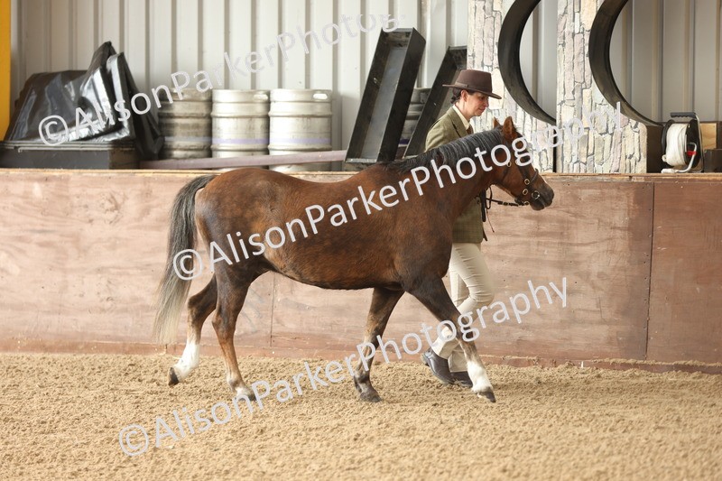 20251109-0576 - Class 22 - Geldings 4 Years and over