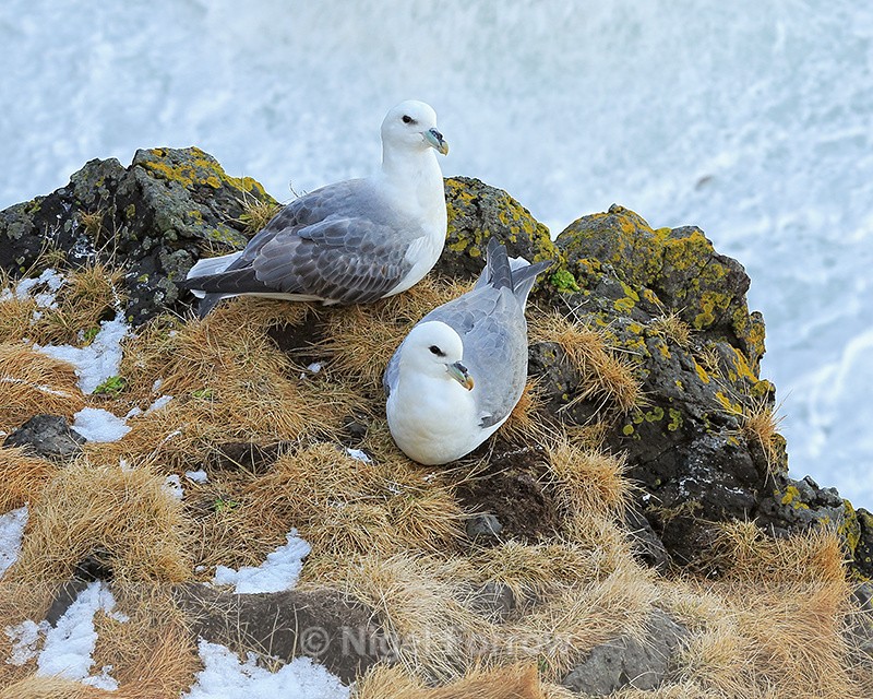 Fulmar pair on ledge, Arnarstapi, Iceland - Fulmar