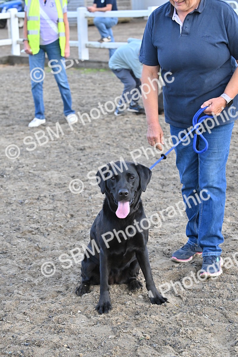 SBM_09527 - Lorry Dogs