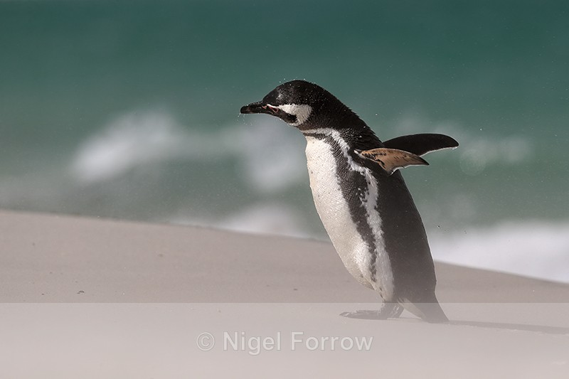 Magellanic Penguin shaking head, Falklands - Magellanic Penguin