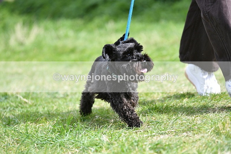 WJ5_0414 - Class 7 Best Terrier