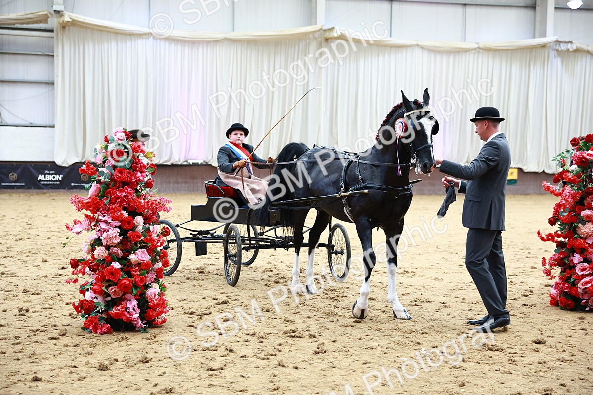 0B8A3930 - Class 13  - HHS Championship Intl Hackney Horse to a Show Wagon