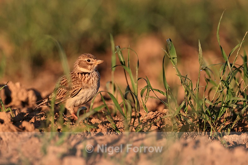 Calandra Lark in a field, Montgai, Spain - Calandra Lark