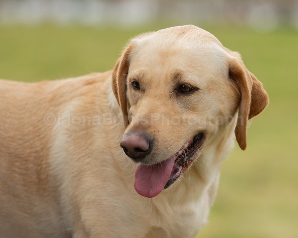 Troon Drive-73 - Troon Easter Monday Drive 2026