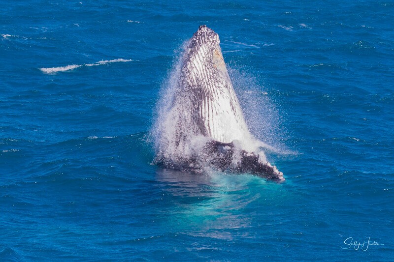 0A3A4722 - 2024 Hervey Bay Whales