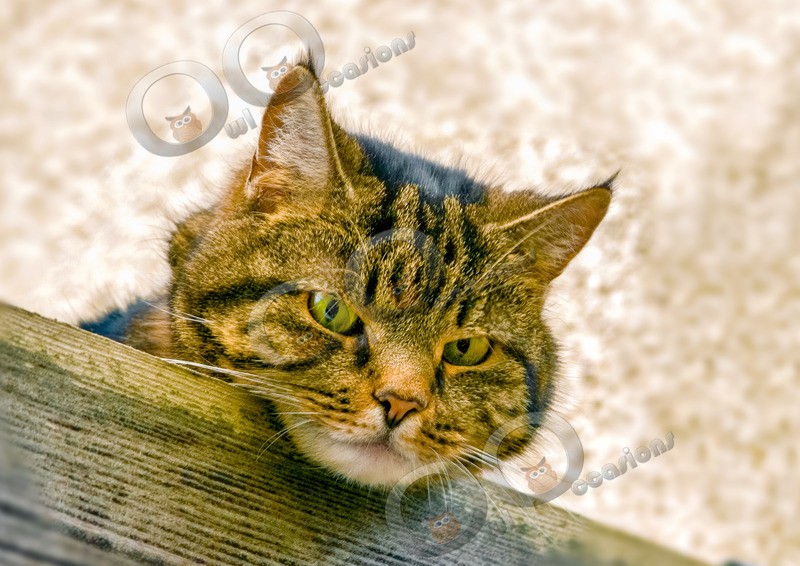 Cat domestic-9218 - Pet Photography