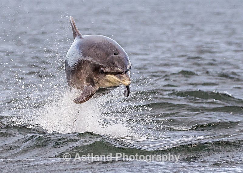 Astland Photography, Bird and Wildlife Images, Susan and Peter Wilson, U.K.