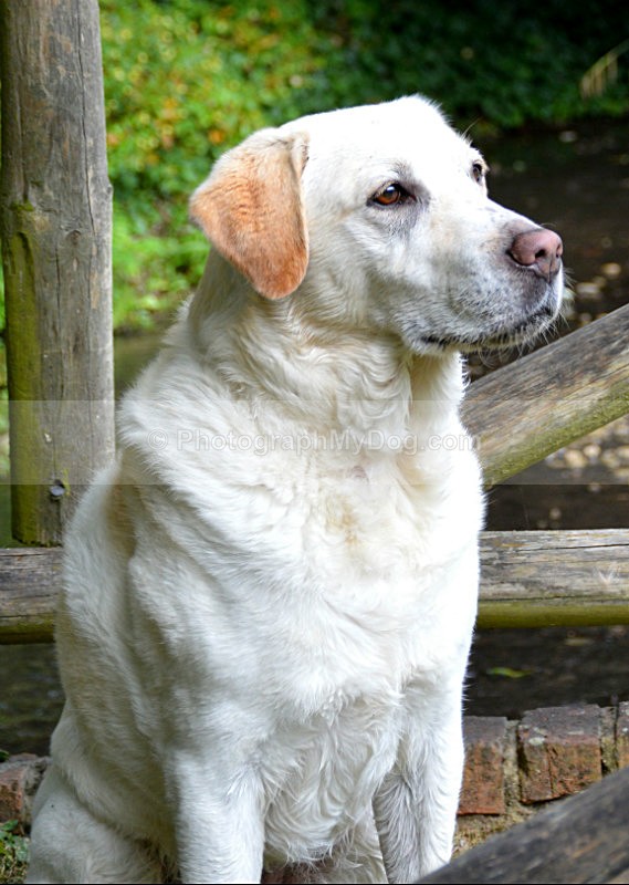  - Yellow and Black Labradors