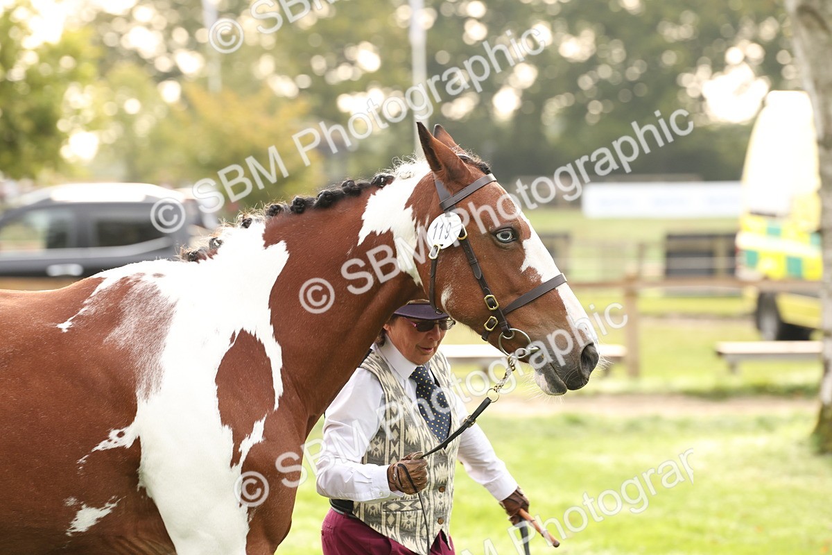 SBM_56800 - S54 - Piebald & Skewbald Horse In Hand