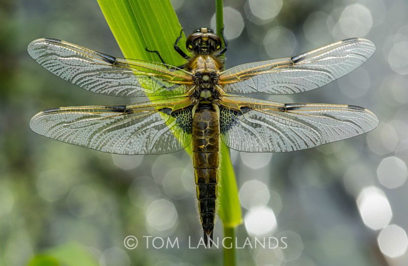 Four Spotted Chaser - Macro