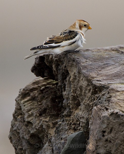 Snow Bunting, Kinmel Bay, North Wales - FAVOURITES WILDLIFE GALLERY. Selected images from the wildlife collections.