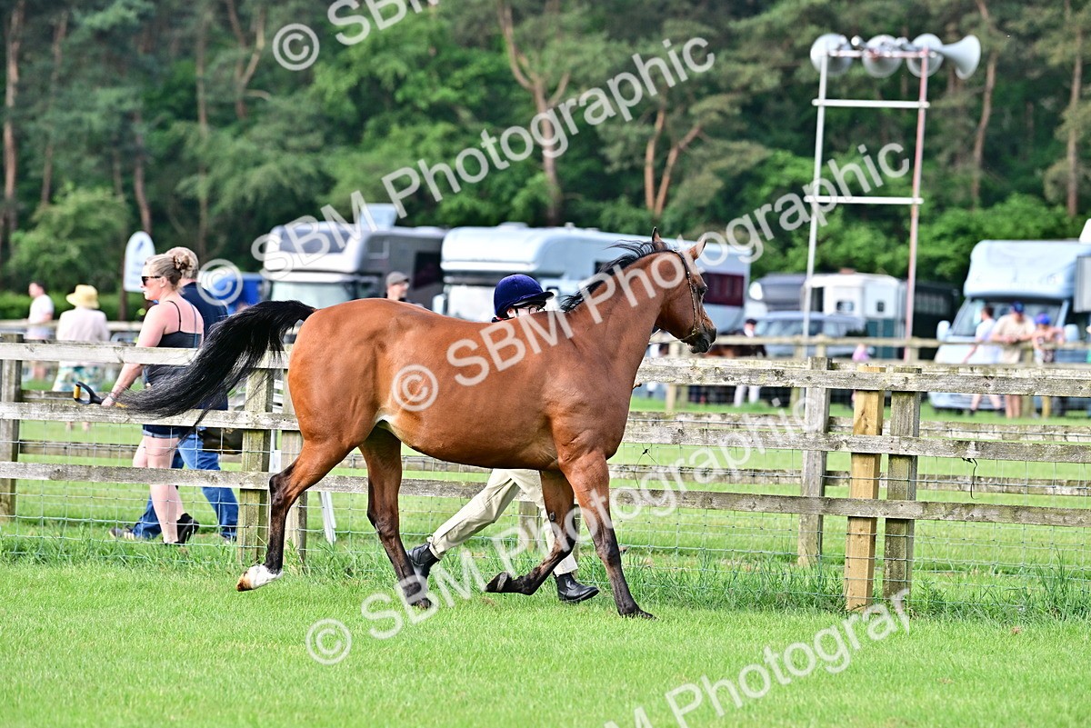 SBM_00012 - Class 46-49 - Arab and Part Bed-Anglo Arab In Hand