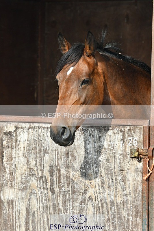 230817-084529-02451 - Stable Shots