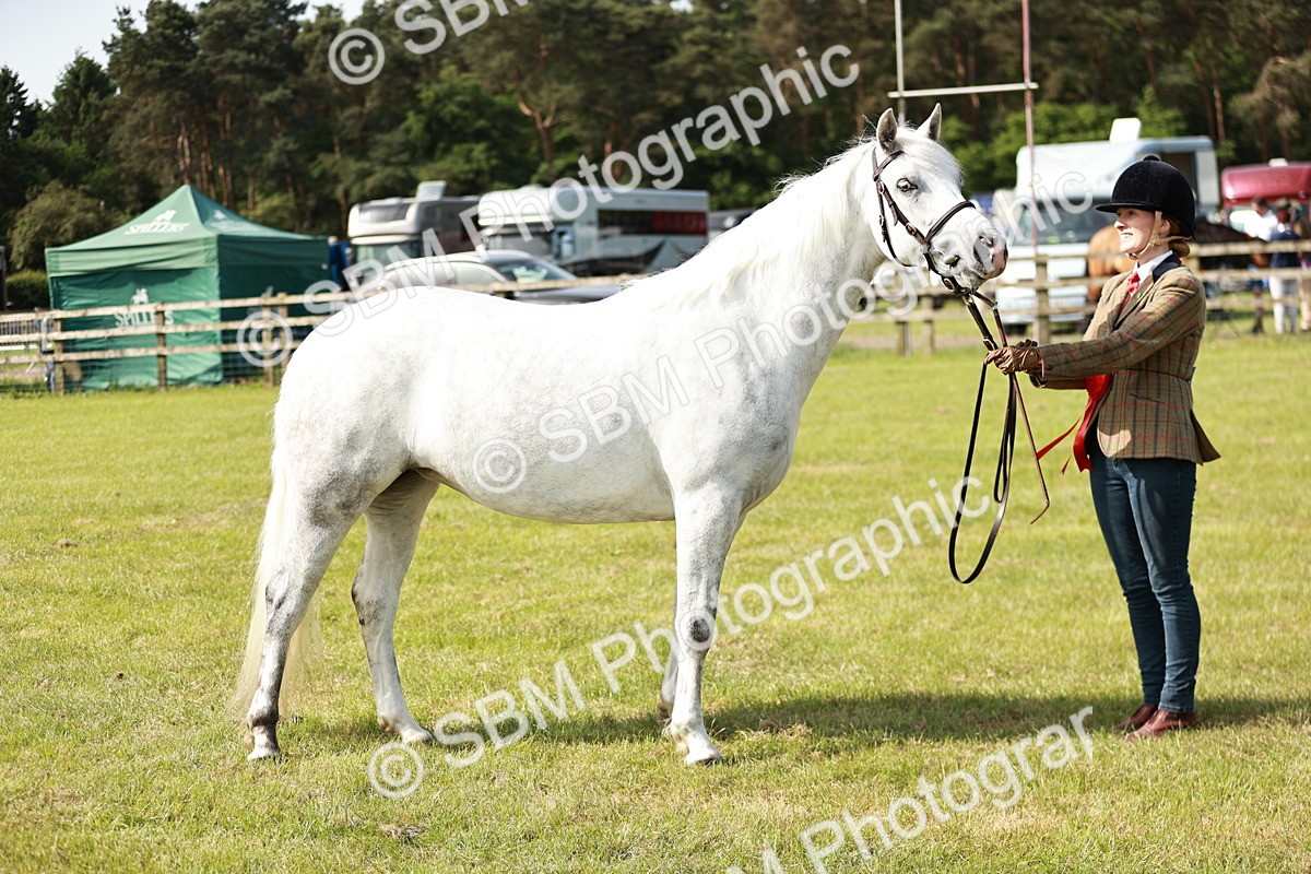 SBM_01651 - Class 14-23 - Mountain & Moorland In Hand Non Welsh