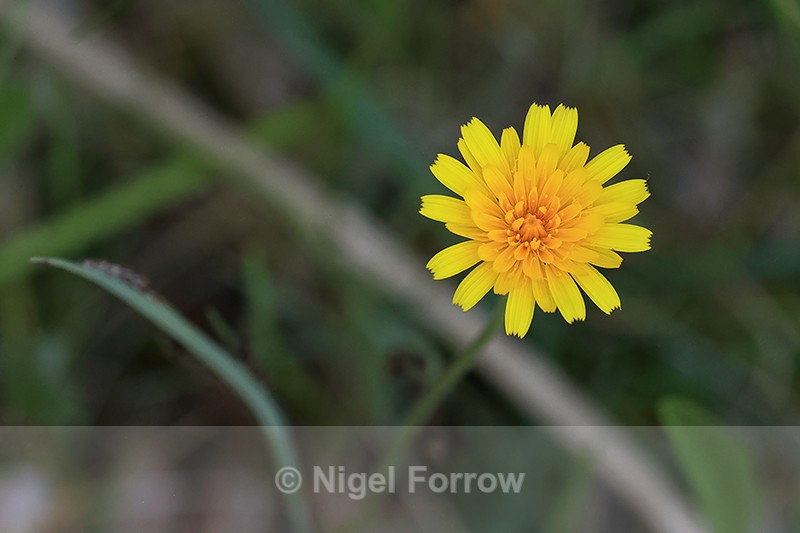 Cat's Ear (Hypochaeris radicata) flower, Oxfordshire, England - PLANTS