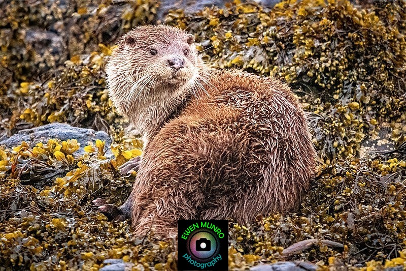 DO-03-Oban, Argyll - 'DRATSIE' (AKA Otters)
