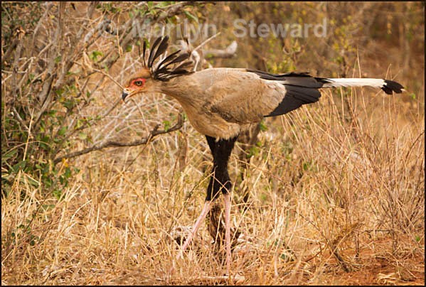 Secretary bird - Kenya, Tsavo East