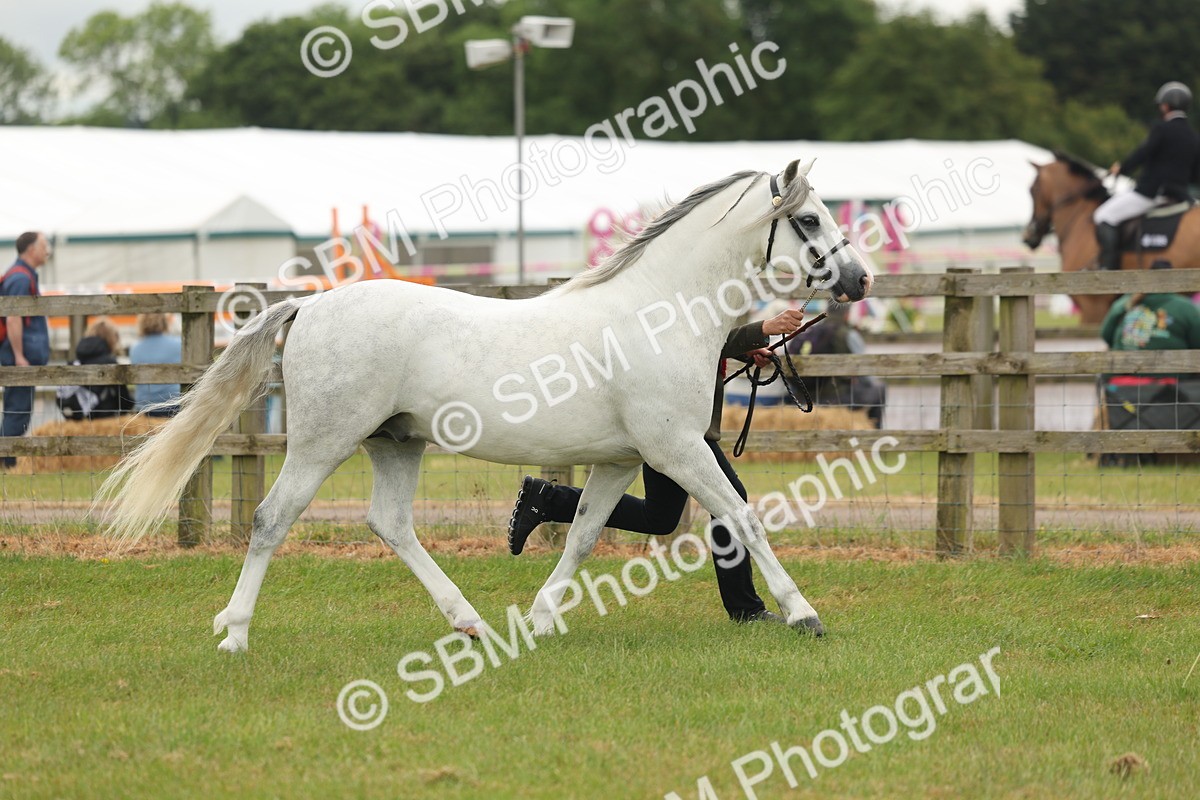 SBM_02283 - Class 50-57 - M&M Welsh Pony In Hand