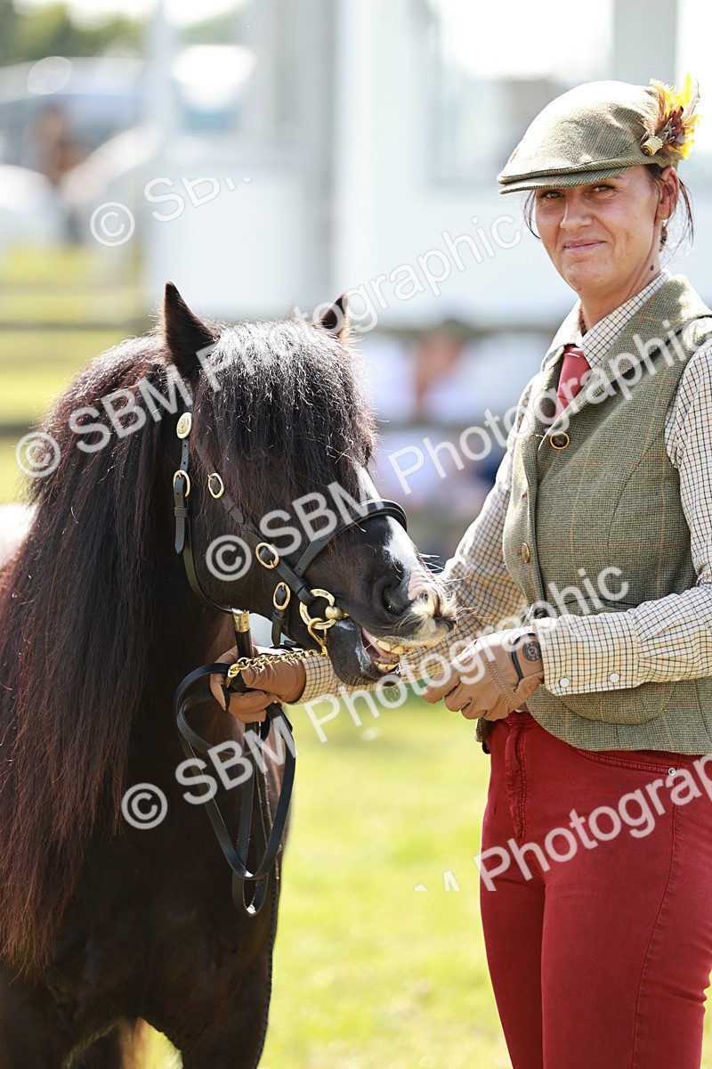 SBM_08670 - Class 63-65 - Traditional Gypsy Cobs In Hand & Ridden