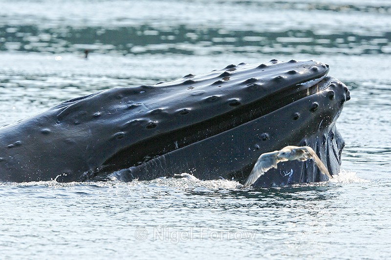Humpback Whale surfaces after feeding, Johnstone Strait, Canada - Whale