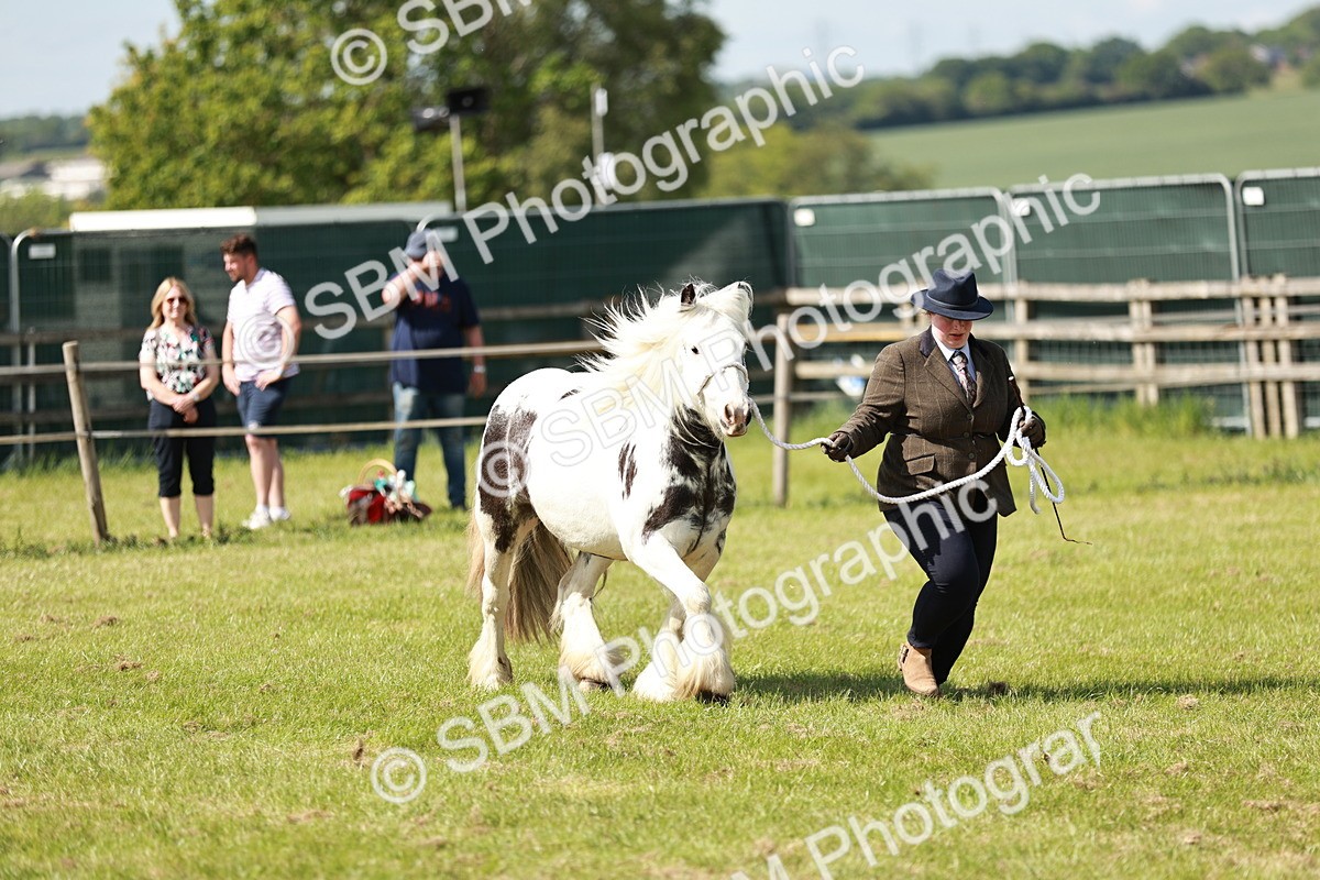SBM_08622 - Class 63-65 - Traditional Gypsy Cobs In Hand & Ridden