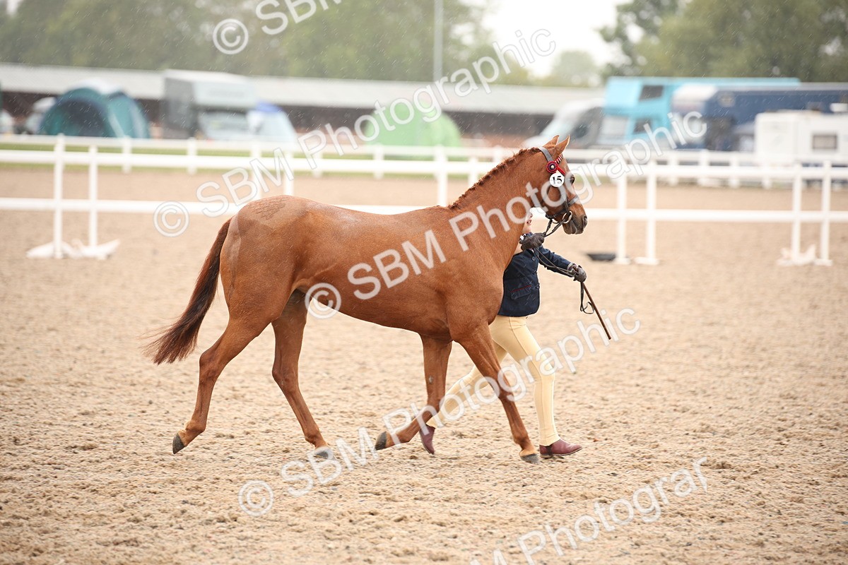 SBM_20119 - Class 702 - IH  Show Horse Pony