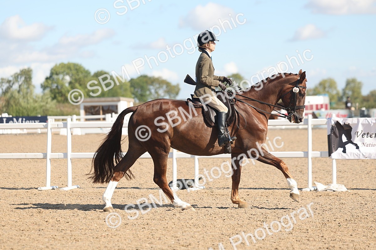 SBM_13030 - Class 305 - Ridden Foreign Breed Pure Bred