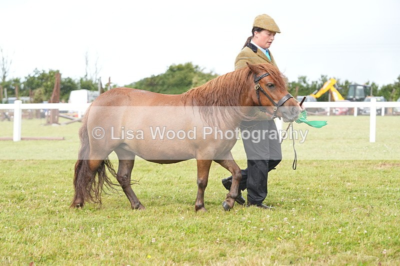 DSC04673 - Class 46: NPS Shetland Youngstock