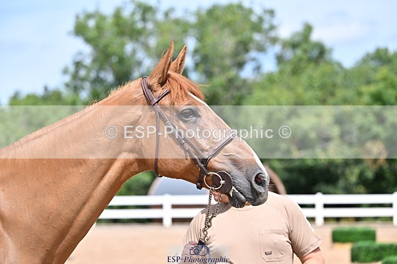 250716-125444-00212 - Trot Up 12.30 to 1.30