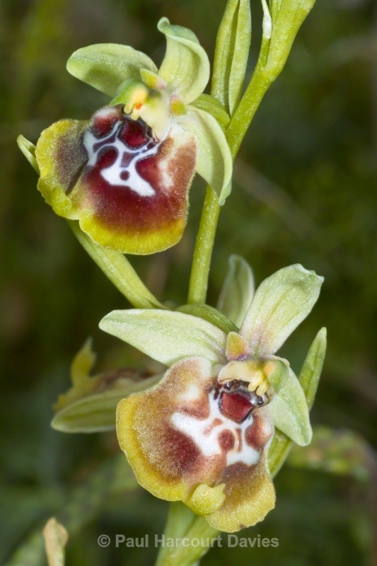 (Ophrys oxyrrynchos) an orchid   endemic mainly to Sicily and the Salento region - Orchids - Ophrys