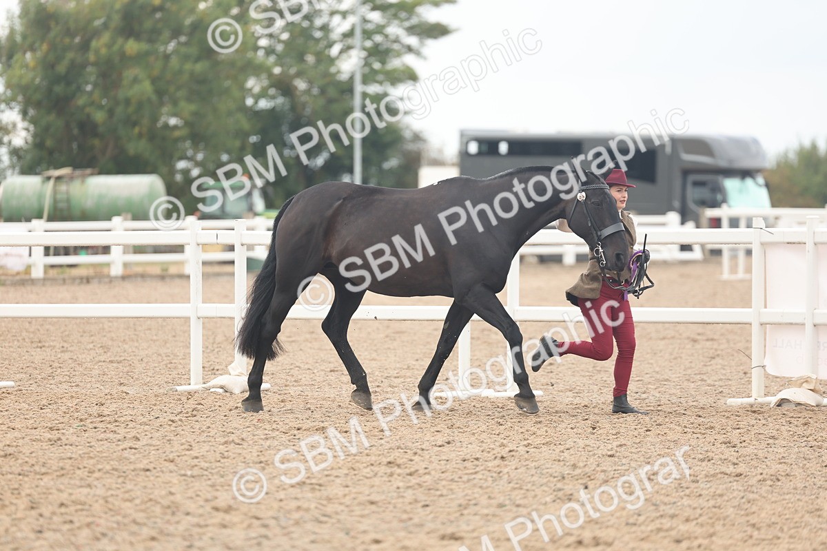 SBM_07969 - Class 28 - IH Veteran Horse