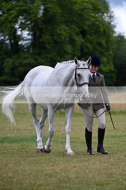 WJ7_6973 - Class 5a Most Handsome Gelding in Hand